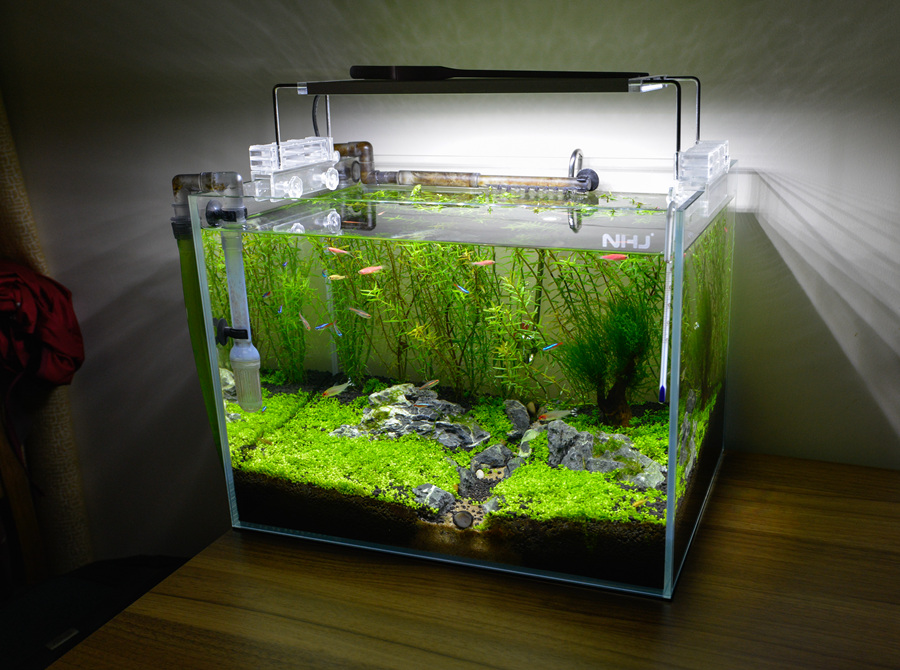 新手草缸入门,萌新水草缸