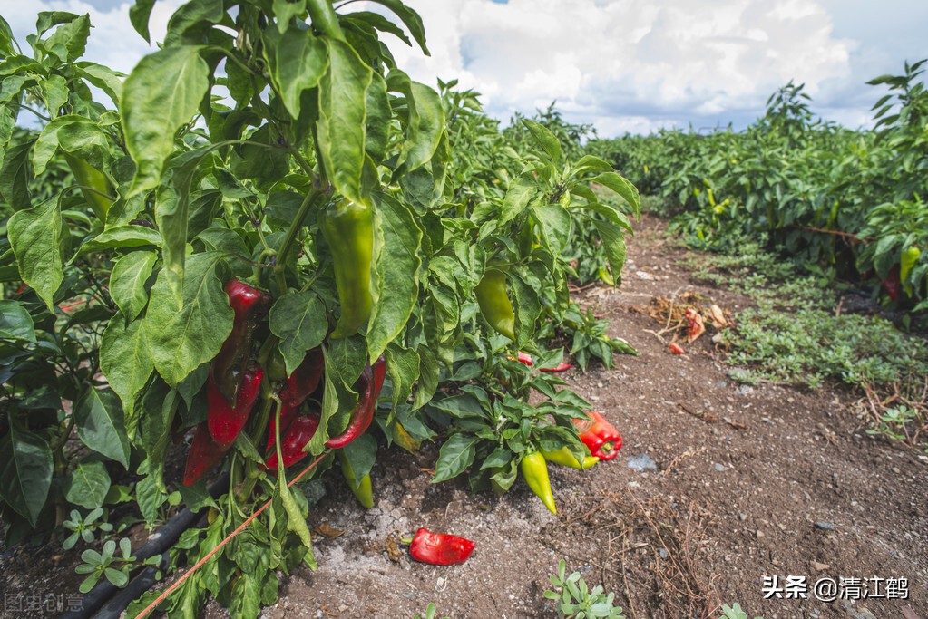 辣椒喝多了怎样才能不辣,苏打水对辣椒的用法