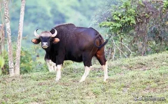 世界上体型最大的牛是什么,世界上体型最大的牛种
