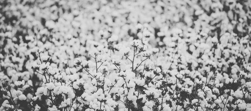 澳大利亚棉花滞销,澳大利亚棉花好不好