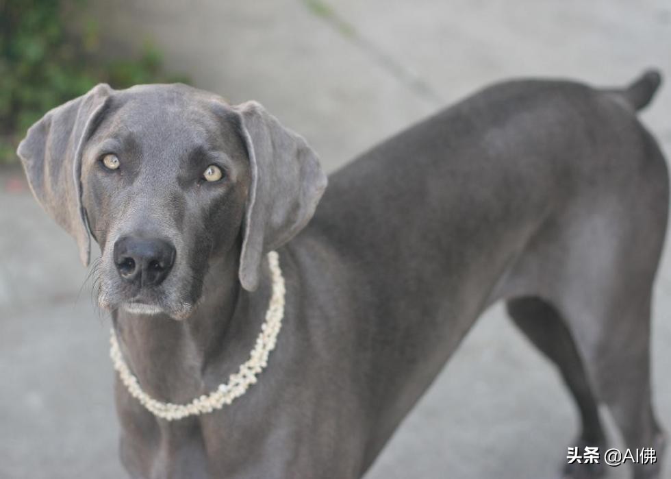 最古老的十大犬种,犬种历史的起源