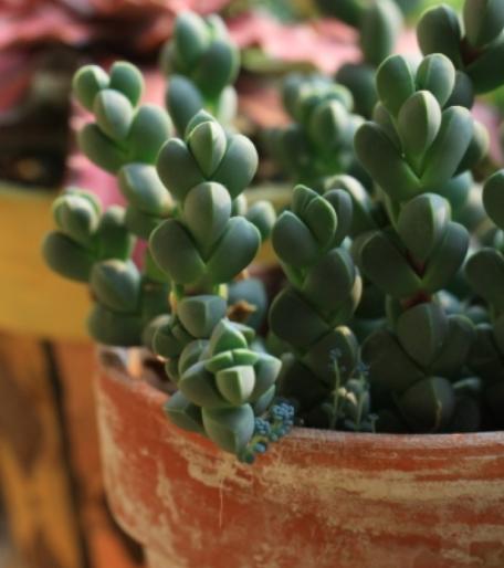 鹿角海棠叶子为何发皱,鹿角海棠干瘪发皱了如何救活