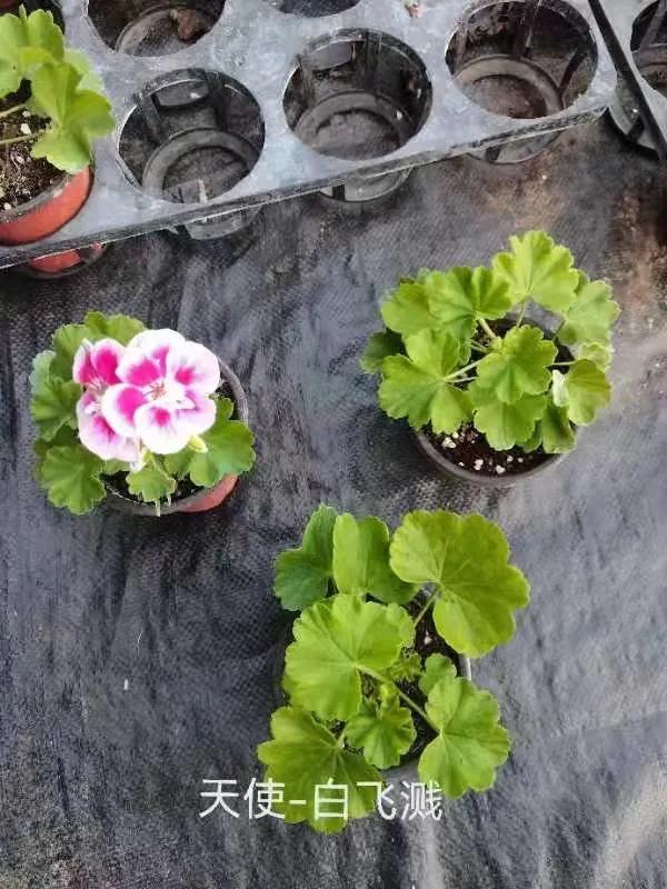 阳台天竺葵容易爆花品种,天竺葵最能开花的品种