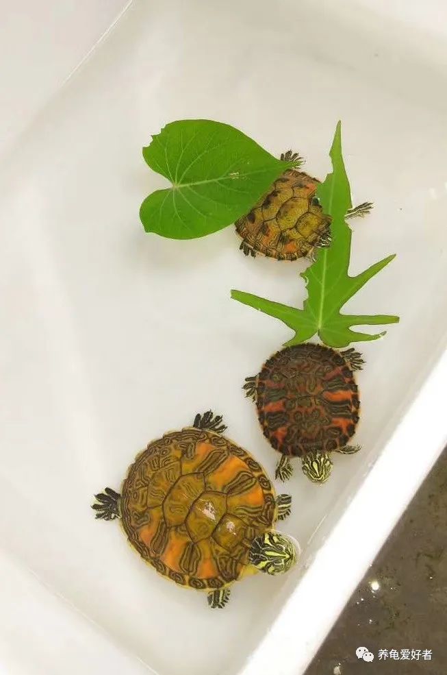 乌龟中耳炎是放水里好还是放外面,乌龟中耳炎手术怎样才算剔除干净