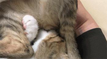 猫：这辈子亲过最狠的嘴…都看见嗓子眼儿了