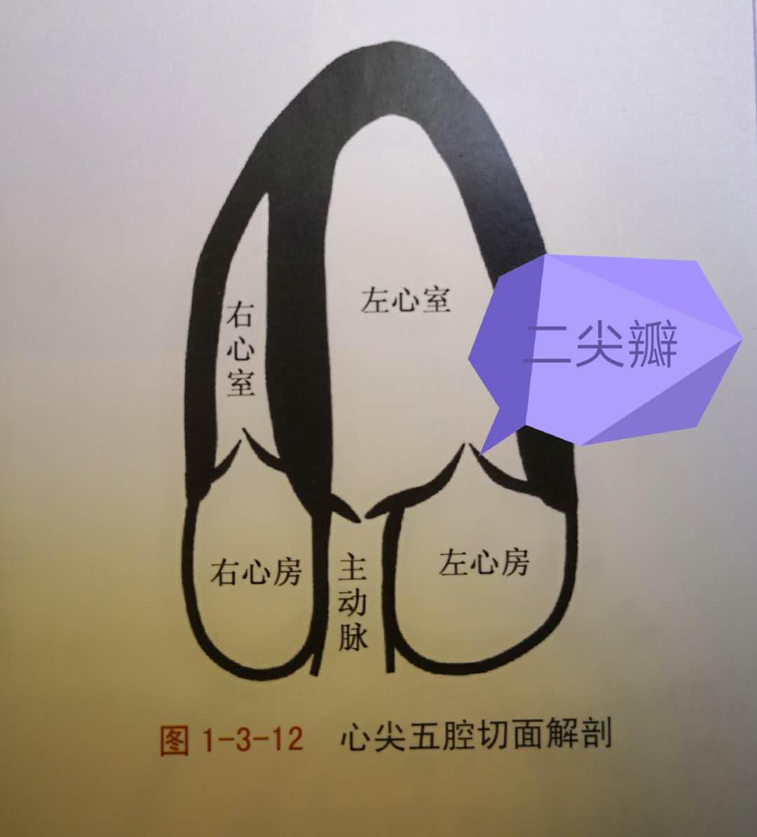 轻度三尖瓣二尖瓣返流是什么意思,二尖瓣及三尖瓣轻度返流什么意思