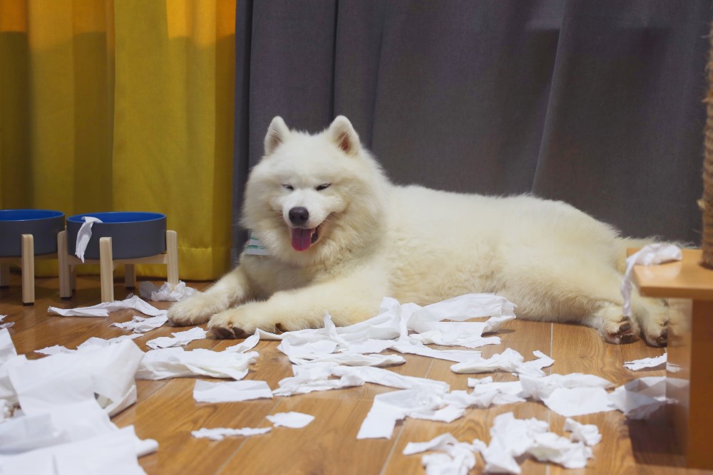 萨摩耶每一只都有缺点,世界上最难养的狗萨摩耶