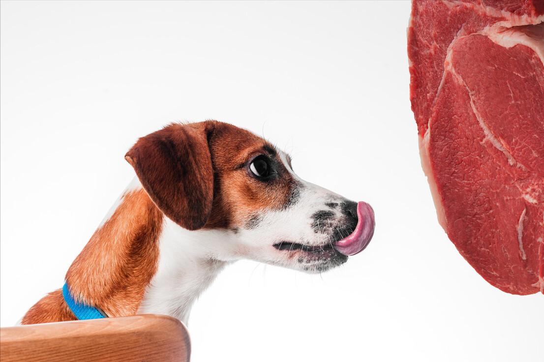 避免狗咬自救小妙招,如何防止被狗狗咬