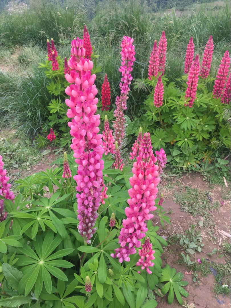 6种花开花时间,六种短命花