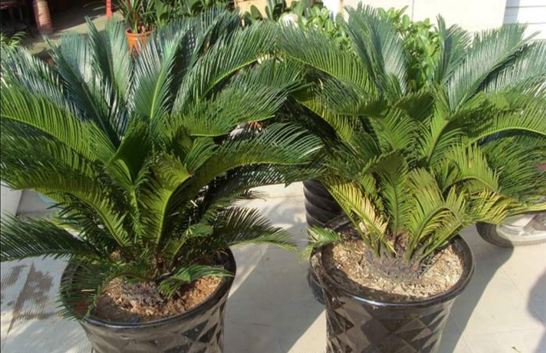 苏铁盆栽养殖方法和技术,苏铁树盆栽养殖方法