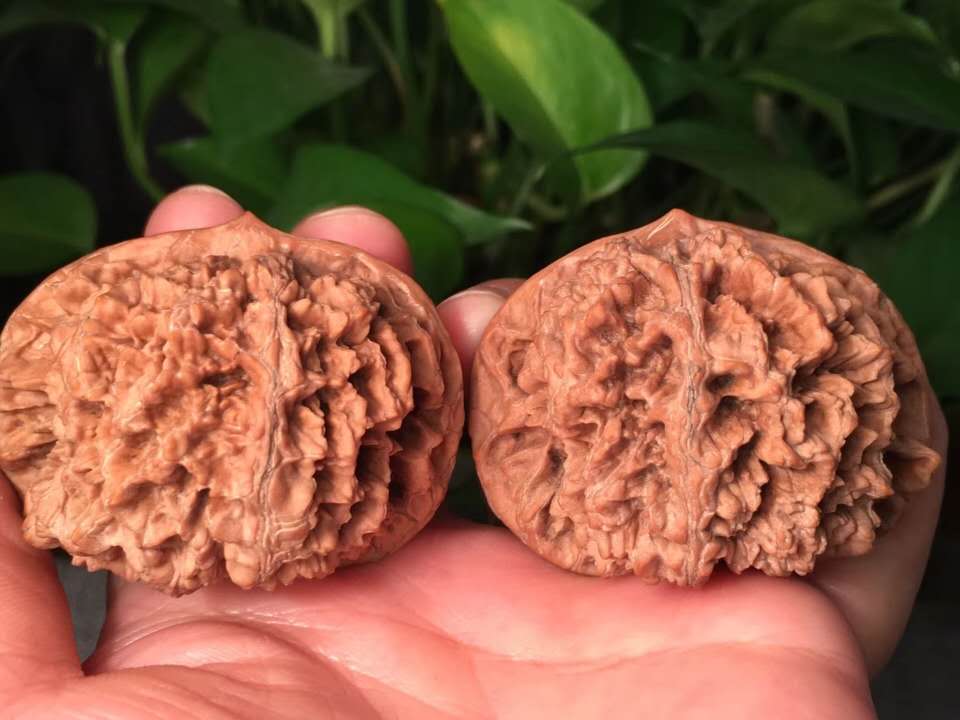 文玩核桃盘玩六大误区,盘玩文玩核桃必学的几个技巧