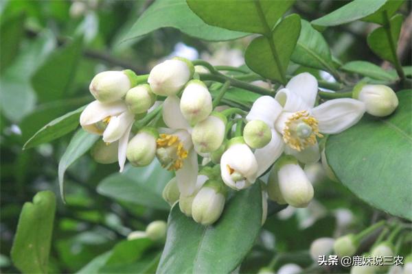 花量过大,橙果开花后如何管理