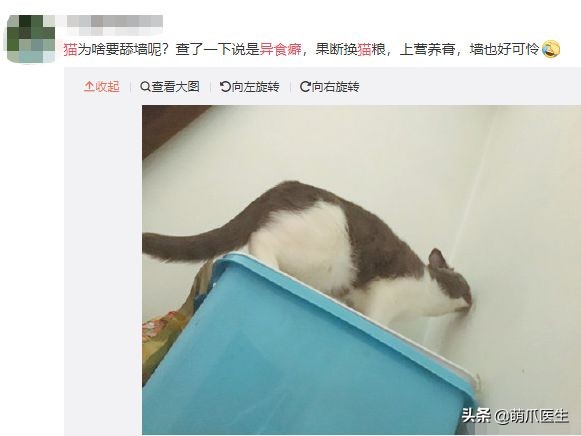猫乱吃的食物太多样化,猫乱吃东西会吐吗