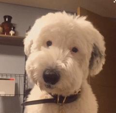 汪星人真实的秘密,汪星人的惊人秘密