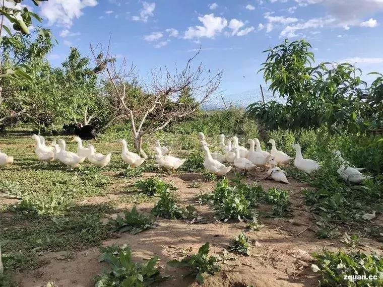 NO.849：阿克苏本地求职招聘、出租转让、农林牧副渔…信息大全