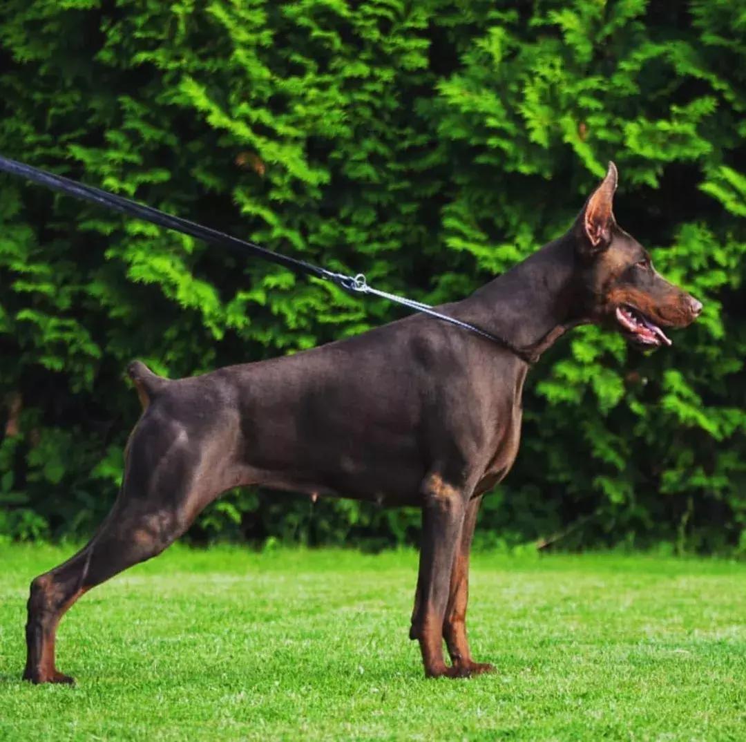 杜宾德系和美系的结合体,杜宾德系和美系的的区别