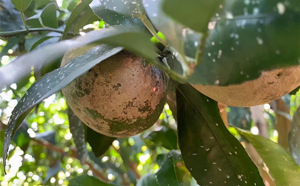 柑桔白癞病，小心你的果园中招