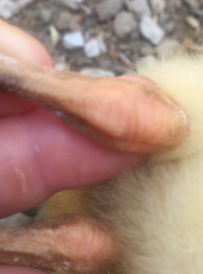 养鹅常见的病有哪些,养鹅常见病的种类和防治方法