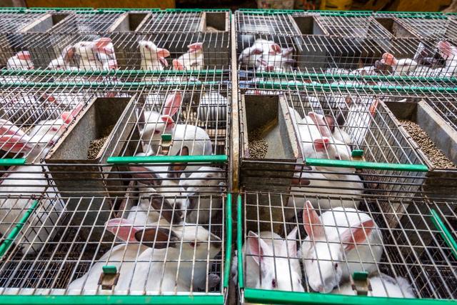 养兔怎么预防疾病呢,养兔的常见疾病和防治