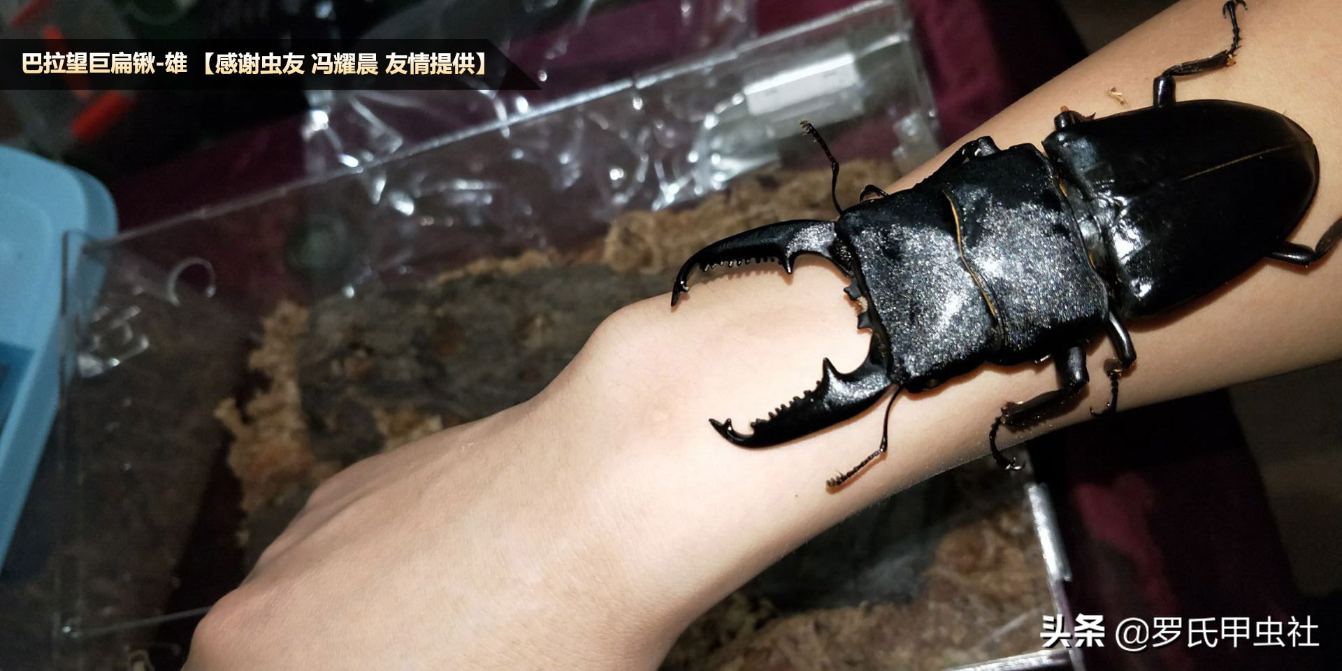 罗氏虫社知识分享之霸气又凶暴的东南亚巨扁锹们