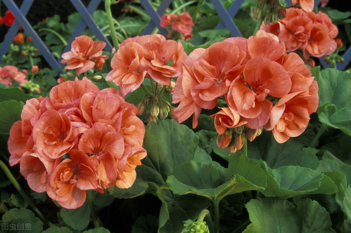 平价的“爆花小能手”：第一性价比高，第六是调色担当