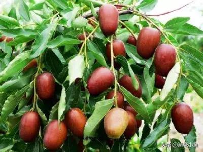 我叫枣强!这是我的最新简历