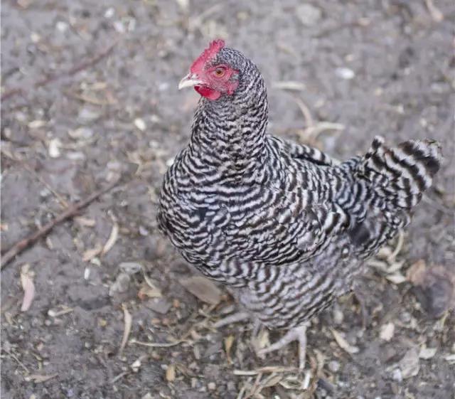 关于鸡的这些冷知识,你都知道吗?