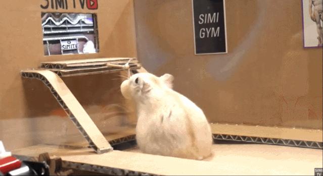 身价300万的仓鼠外网走红！住3层电梯豪宅，丰富娱乐，人不如鼠啊