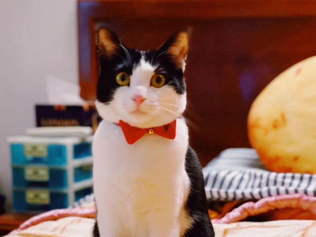 跟着我们猫狗大联盟，你会有喵的！黄阿姨猫咪领养专场