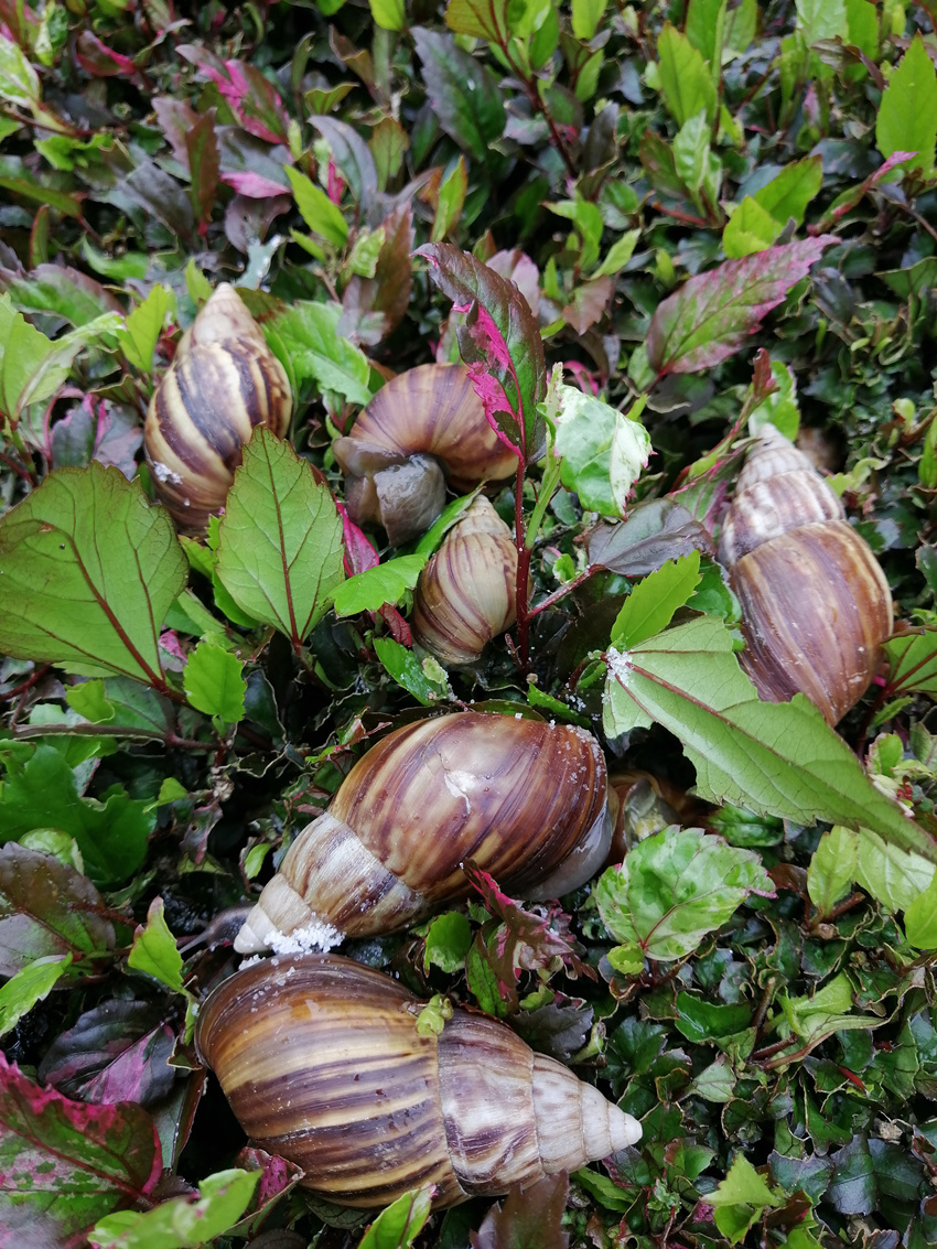 大波非洲大蜗牛袭击水电站，我方高地正被入侵！它们竟然吃水泥？