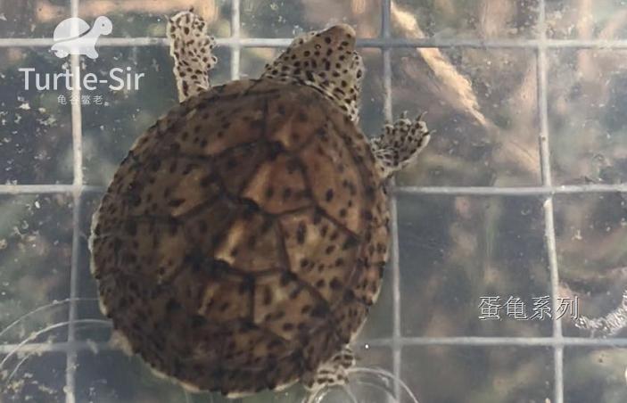 巨头蛋龟养殖技巧,蛋龟龟苗壳软硬程度排行