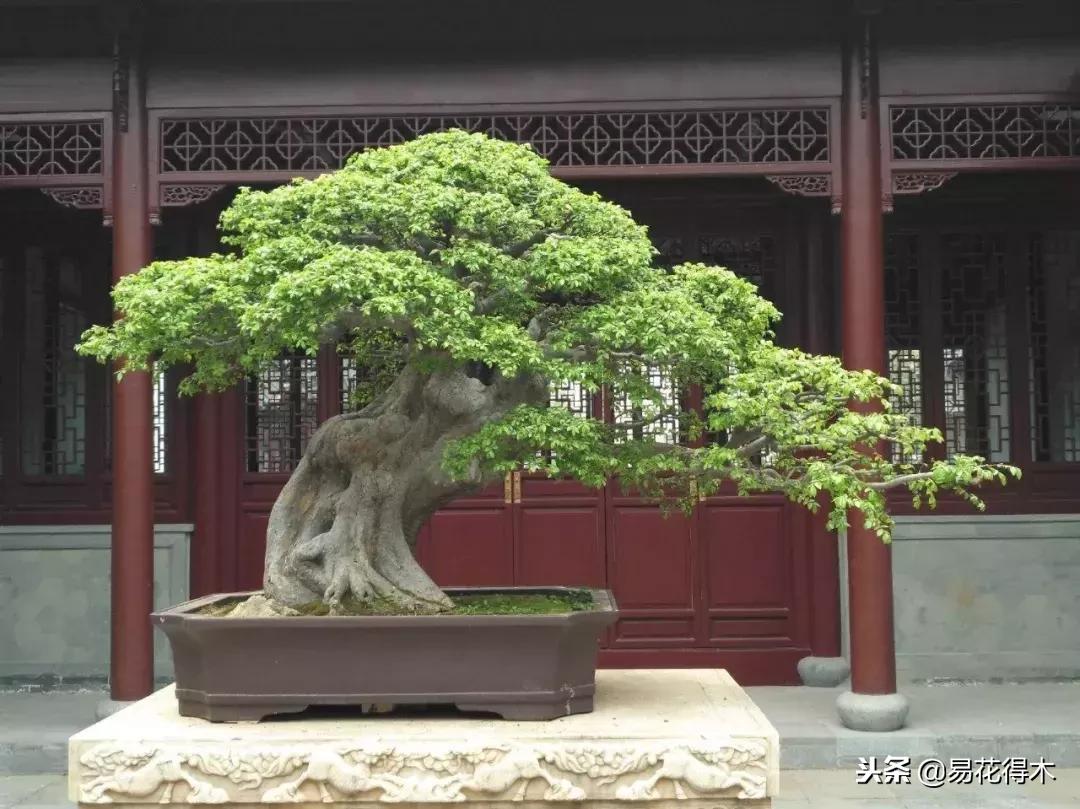 野山楂下山桩用什么土壤好,下山桩保湿成活技术