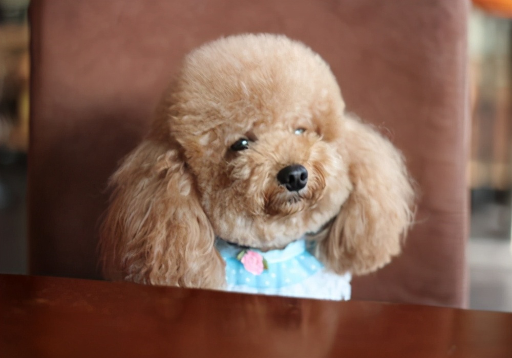 幼犬狗狗挑食最佳治疗方法,狗狗严重挑食解决办法