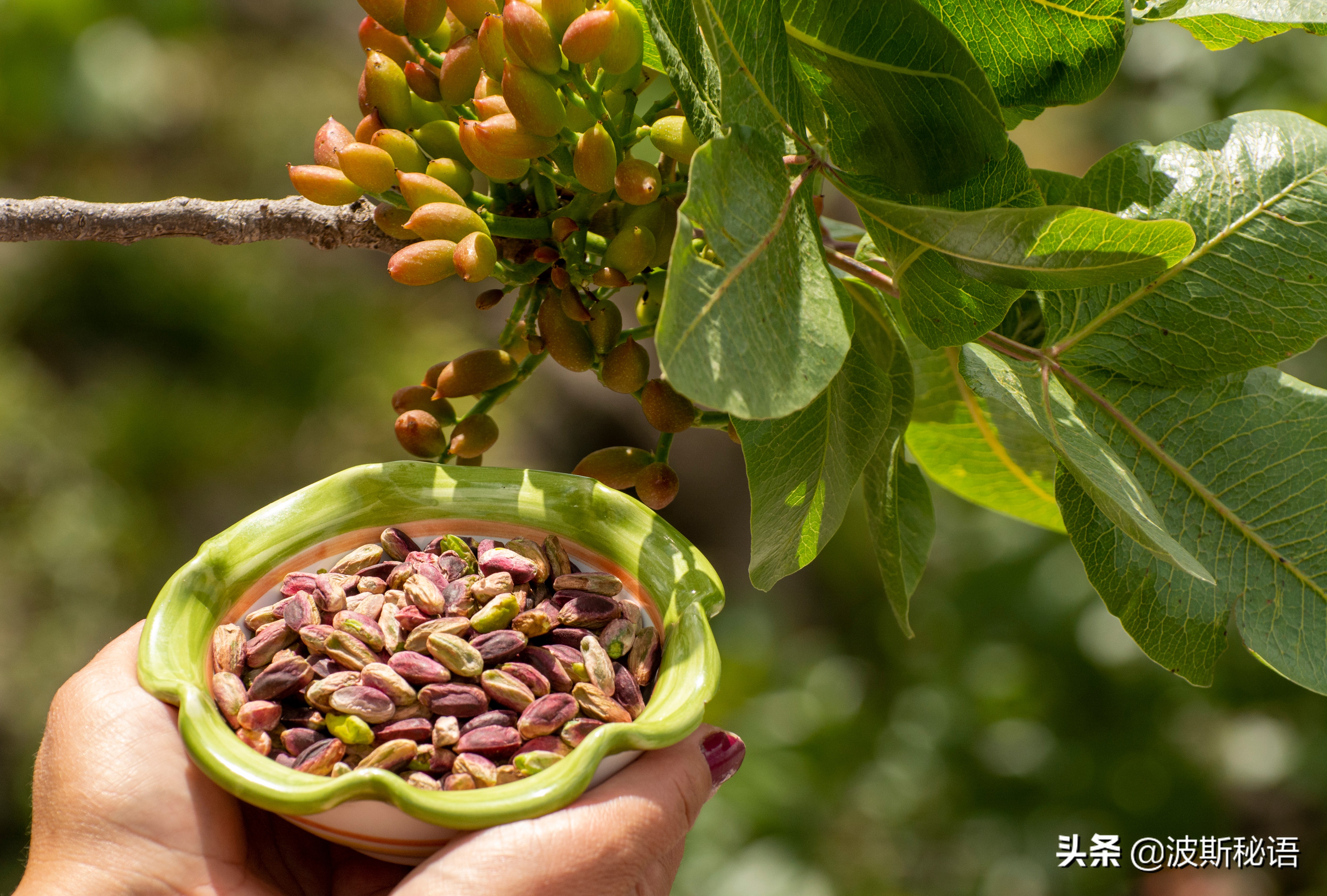 伊朗开心果质量怎么样,伊朗开心果
