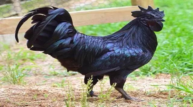 世界上最贵的宠物是什么样子的,世界上最贵的宠物是什么