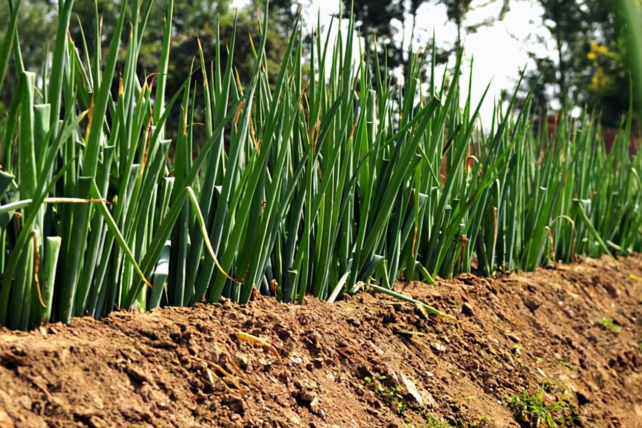 大葱叶片干尖是什么病,大葱叶子上有白点用什么药最好