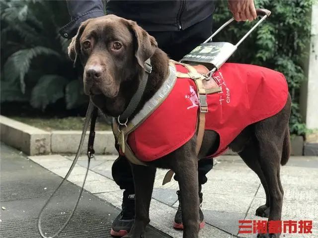 功勋军犬为拍戏被炸死片段,为了电影而被炸成碎片的军犬