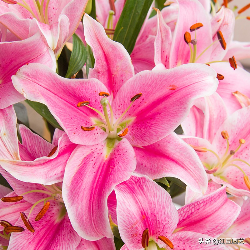 香水百合怎么养可以长期开花,香水百合怎么养才长得好