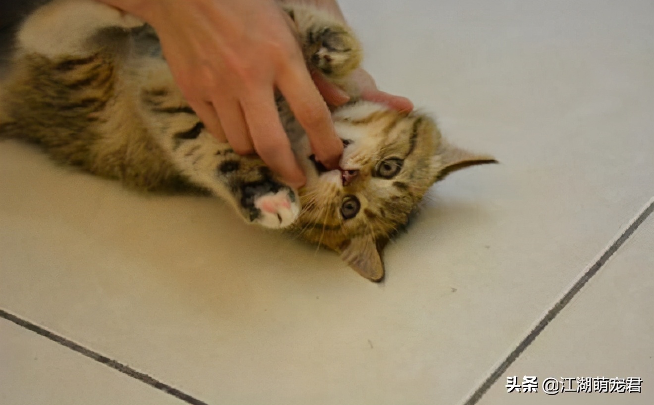 养了猫咪浑身痒怎么回事,养了几年的猫咪突然咬人