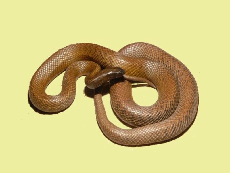 陆地第一毒蛇——细鳞太攀蛇