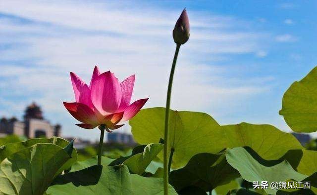 江西有吉安县吗,萍乡会并入江西吗