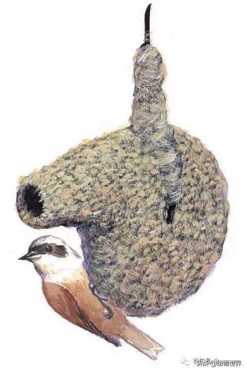 手绘动物地图,探索大自然手绘画