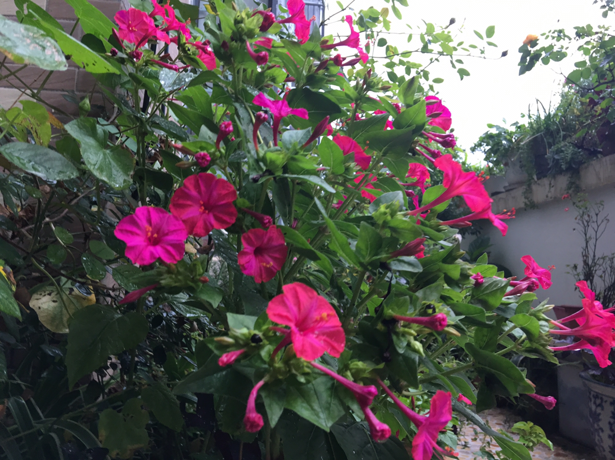 紫茉莉花的生长过程图,紫茉莉花哪个季节最适宜栽培