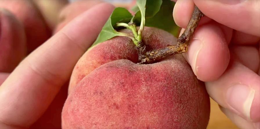 购买桃子的如何挑学会这5个技巧,老瓜农教你挑选桃子