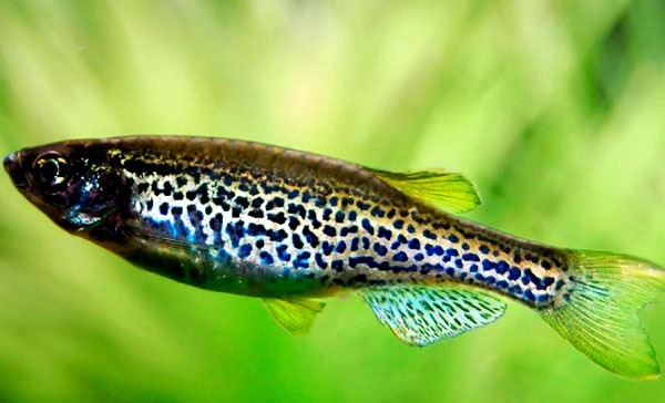 豹纹斑马鱼是什么鱼种,豹纹蝶翼荧光绿斑马鱼