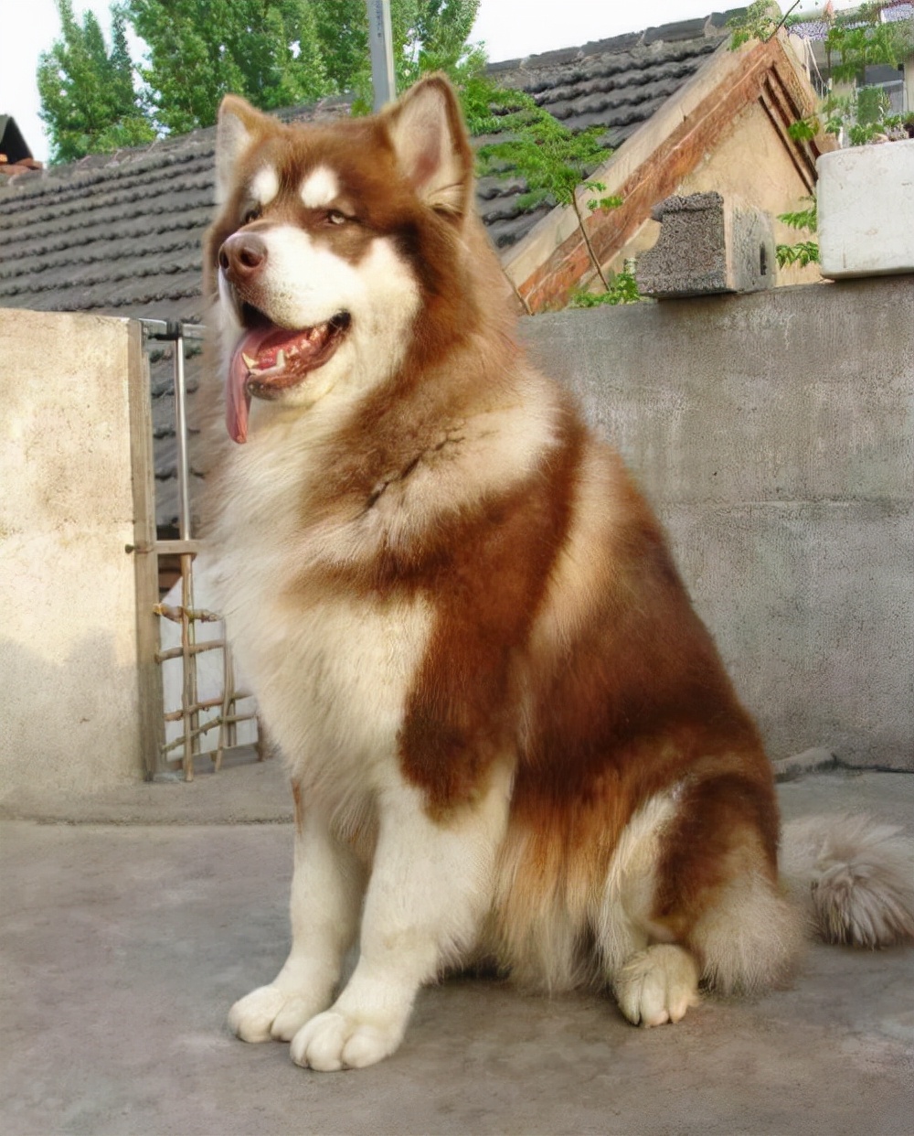 新手养狗阿拉斯加适合吗,阿拉斯加从小到大的饲养方式教程