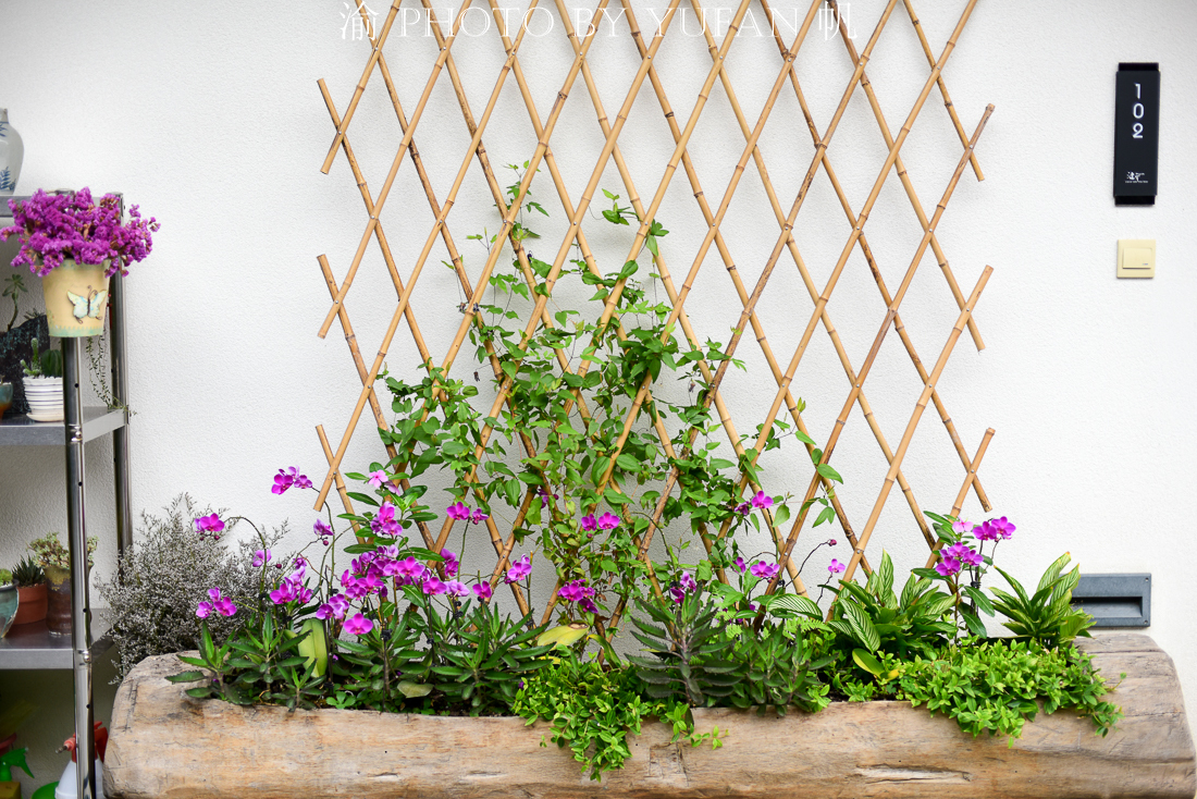 肇庆小众旅行,肇庆后花园美食