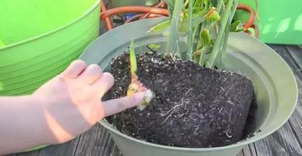 生姜盆栽方法大全,生姜盆栽可以多次收获