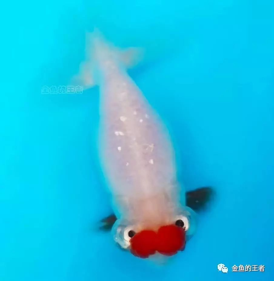 5*级A**金鱼如何评定？懂了这4条，你就是半个金鱼专家