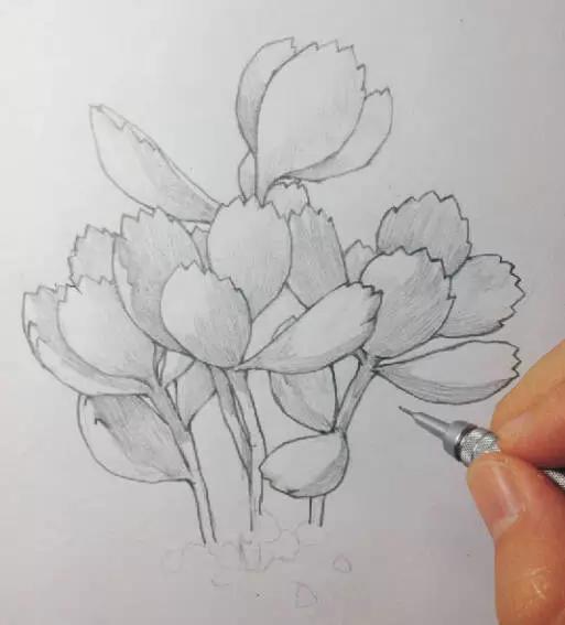 彩铅画入门教程多肉,彩铅画教程入门多肉